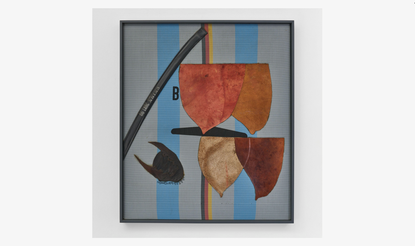 A framed picture of various leavesDescription automatically generated with medium confidence